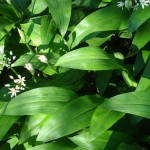 sremus-foto-cuvajsvojezdravlje