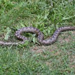 zmija-otrovna