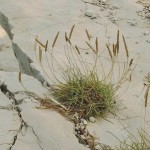 Primorski_trputac-660x450