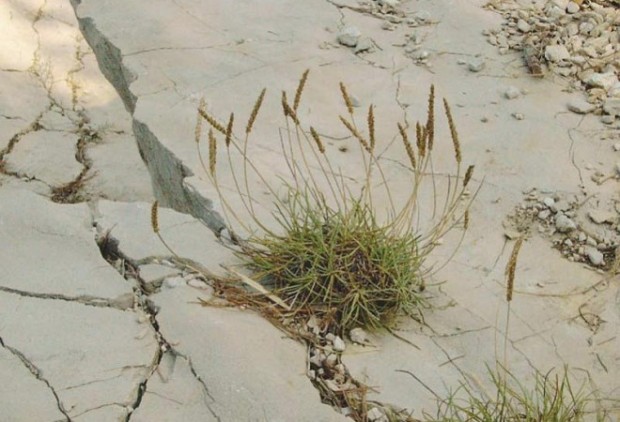 Primorski_trputac-660x450