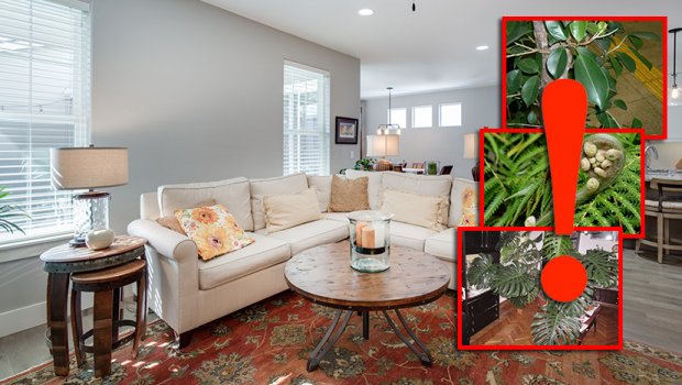 dnevna-soba-biljke-620x350