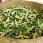 lisce-masline-cabar-posuda