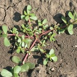 Čupamo ga i gazimo misleći da je korov, a u stvari ne znamo da je lijek za mnoge bolesti