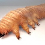 demodex-1
