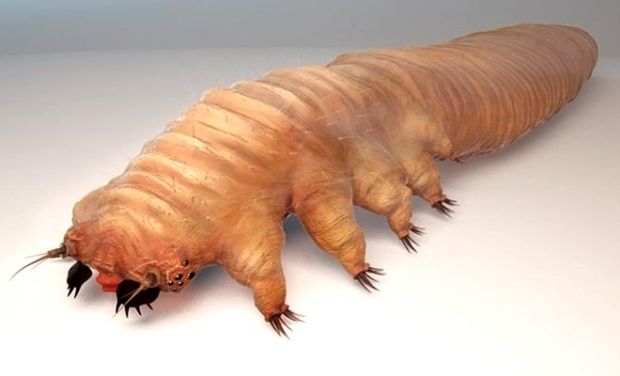 demodex-1