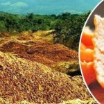 kore-narandze-f-650x341