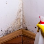 Kako se riješiti plijesni na potpuno prirodan način bez štetnih hemikalija