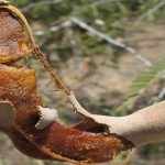 Ako-patite-od-visokog-šećera-gubitka-kose-i-problema-sa-kostima-probajte-ovo-čudo-prirode