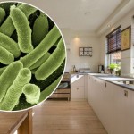 kuhinja-bakterija-690x480