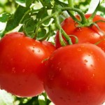 paradajz