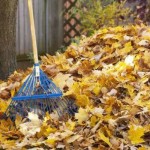 Enterijer-odrzavanje-baste-u-septembru (2)