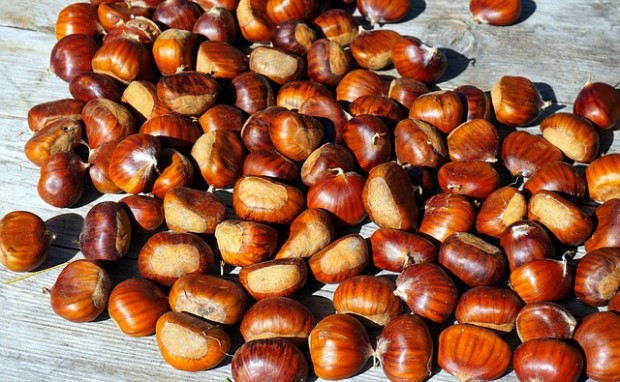 chestnut-4507908_640