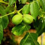 walnut-tree-3584209_1280