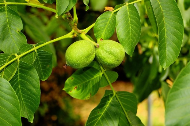walnut-tree-3584209_1280
