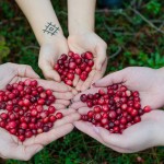 cranberries-2810138_1280