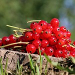 currant-1496084_1280