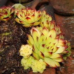 čuvarkuća-pixaby