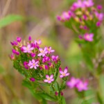 common-centaury-5370218_1280