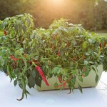 hot-peppers-2708677_1280