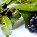 ornamental-shrubs-1600393_1280