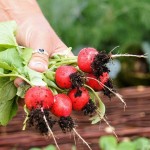 radishes-3440869_1280