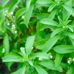 Sheets of Stevia in a Garden
