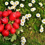 radishes-2290525_1280