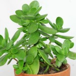 Crassula