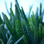 aloe-vera-277948_1280