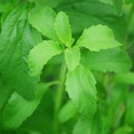 stevia-74187_1280