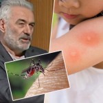 DR-NESTOROVIĆ-Prirodni-načini-za-borbu-protiv-komaraca-insekata…