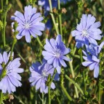 Ova biljka je napravila TOTALNI PREOKRET U NARODNOJ MEDICINI: Travari tvrde da je FENOMEN!