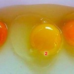 Pogodite koje jaje od ova tri sa slike dolazi od zdrave kokoške