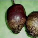 Obična cvekla čisti jetru kao usisivač! Detoksikuje tijelo u kratkom periodu