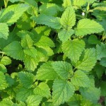 ČAJ OD OVE BILJKE JE ČUVAR MENTALNOG ZDRAVLJA: Oslobađa od stresa i nesanice, pomaže kod depresije i anksioznosti