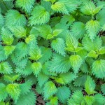 Kopriva pomaže kod liječenja tri bolest: Evo kako da koristite biljku koja donosi brojne dobrobiti za zdravlje