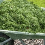 NIKAD NEMOJTE BACATI POKOŠENU TRAVU, samo uradite ovo! Može biti bolje od gnojiva